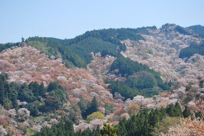 吉野山(中千本)の桜