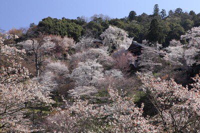 吉野山(中千本)の桜