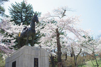 愛宕公園の桜(青森県)