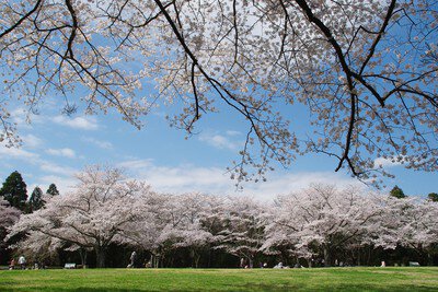 泉自然公園の桜