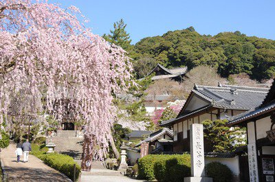 長谷寺の桜(奈良県)