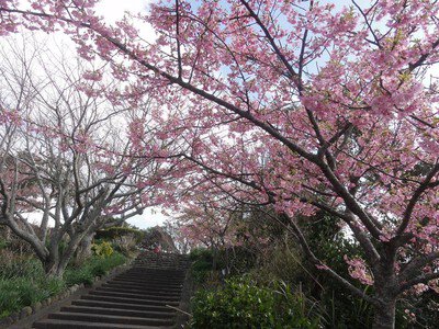 官軍塚の桜