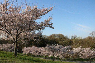 神戸ワイナリーの桜