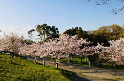 神戸ワイナリーの桜