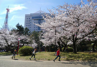 豊橋公園の桜