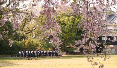 豊橋公園の桜