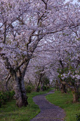 鮎乃瀬公園の桜