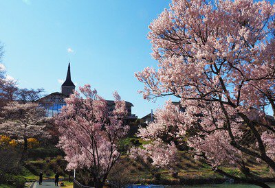 荒神山公園の桜