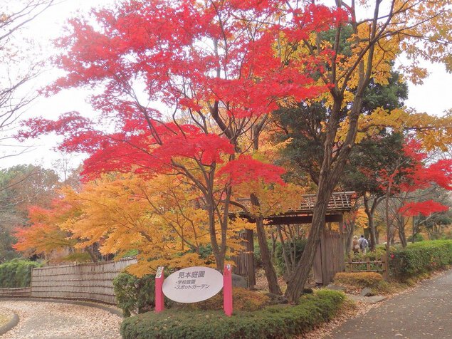 神奈川県立相模原公園 見本庭園の紅葉