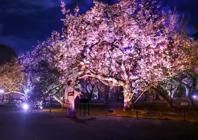 NAKED FLOWERS 2023(ネイキッド フラワーズ2023)  桜 世界遺産・二条城 元離宮二条城