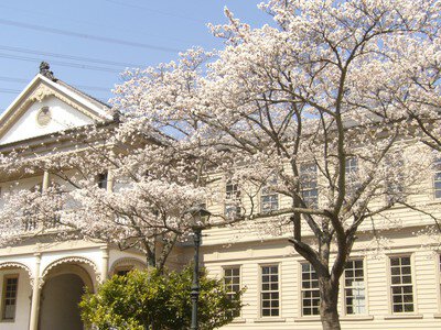 博物館 明治村の桜