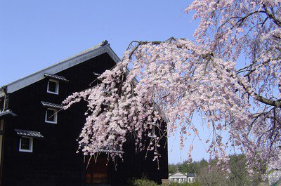 博物館 明治村の桜
