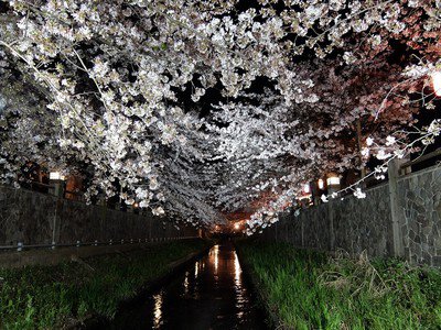 真間川沿いの桜並木