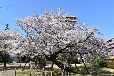 住吉公園の桜