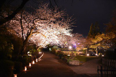 石橋文化センターの桜