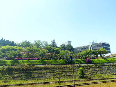 江津丸子山公園の桜