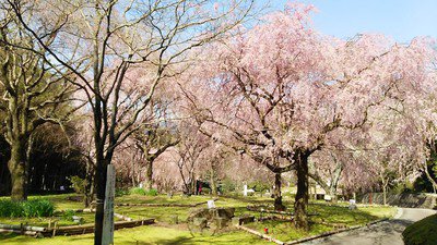 荒井城址公園の桜
