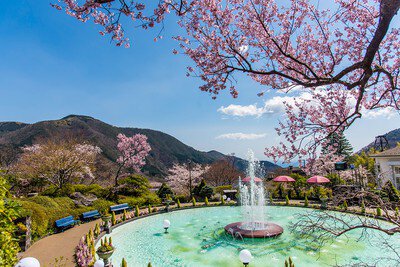 箱根強羅公園の桜