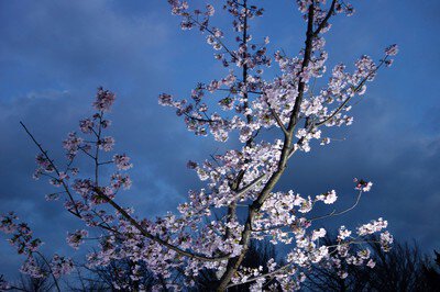 日比谷花壇大船フラワーセンターの桜