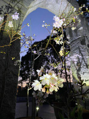 日比谷花壇大船フラワーセンターの桜