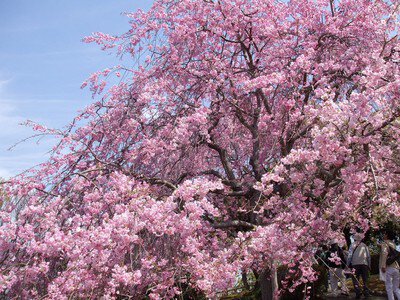 幸田文化公園の桜