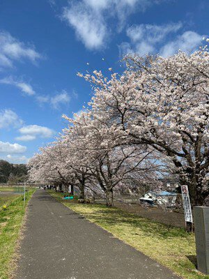 桜づつみ公園の桜