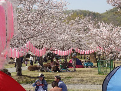 バンブー・ジョイ・ハイランドの桜