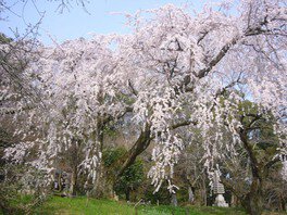 境内のしだれ桜の巨木