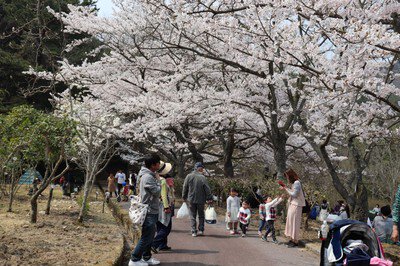 ひろしま遊学の森 広島県緑化センター さくら通りの桜
