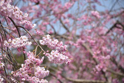 ひろしま遊学の森 広島県緑化センター さくら通りの桜