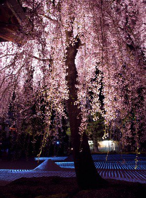 高台寺の桜