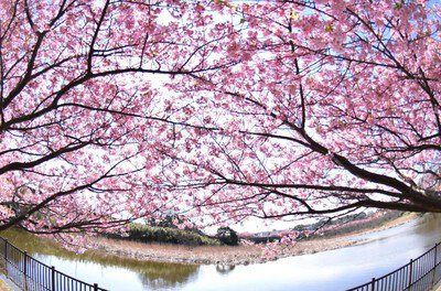 小松ヶ池公園の桜
