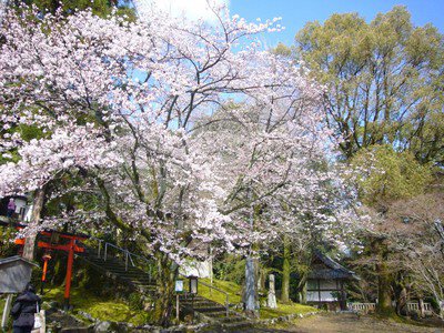 岩屋寺の桜