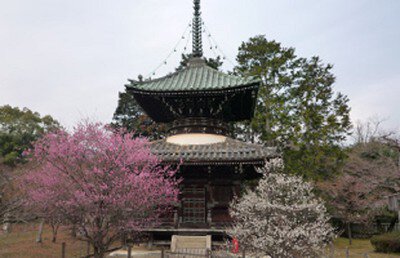 清凉寺(嵯峨釈迦堂)の桜