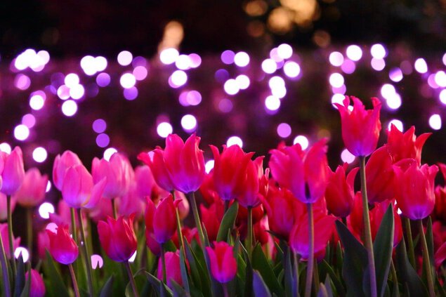 湘南の宝石～江の島を彩る光と色の祭典～ 江の島サムエル・コッキング苑