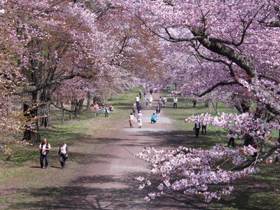 二十間道路桜並木の桜