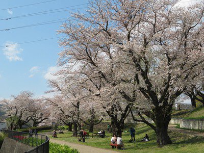 県立津久井湖城山公園の桜