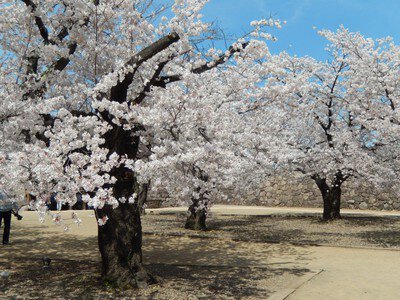 松代城跡の桜