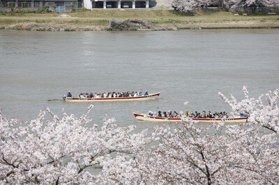 犬山市木曽川河畔一帯の桜