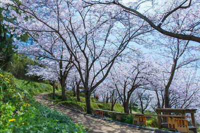 日笠山の桜