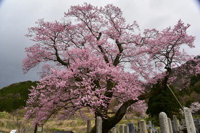 清水(しょうず)の桜