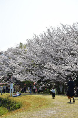 亀池公園の桜