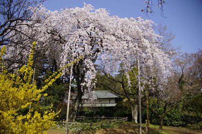 清水公園の桜(千葉県)