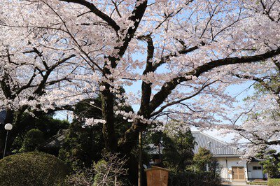 清水公園の桜(千葉県)