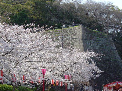 和歌山城の桜