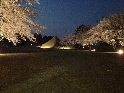 水前寺成趣園の桜
