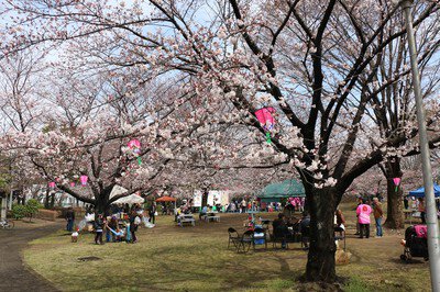 あかぎ公園の桜