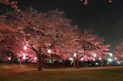 あかぎ公園の桜