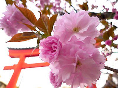 大宮八幡宮の桜
