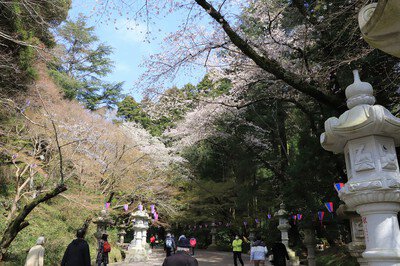 香取神宮の桜